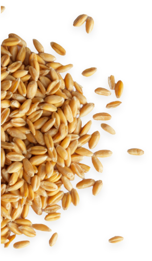 Grain